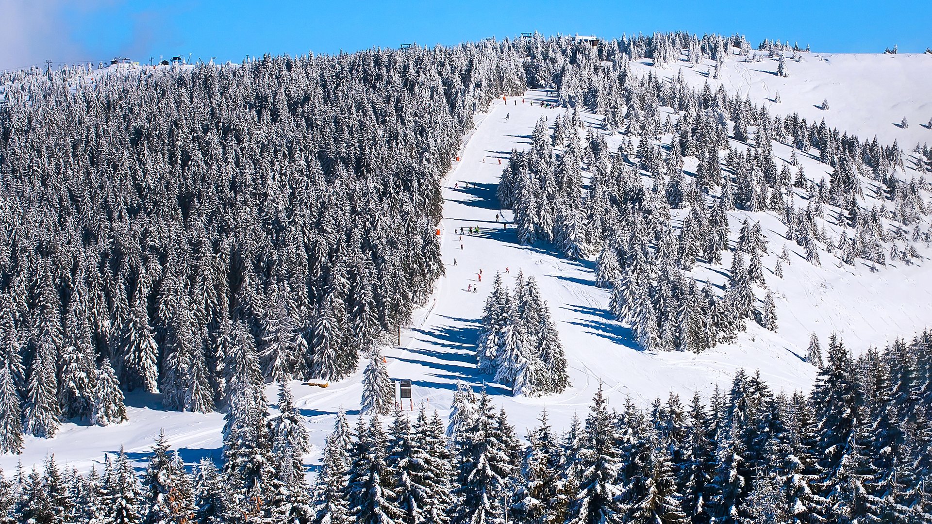 Ski staza kroz zimske četinare
